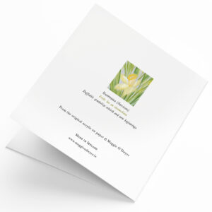 Maggie O'Dwyer Art Cards - Daffodils (Narcissus)